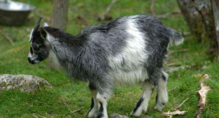 Two Police Officers Face Interdiction For Stealing Goat
